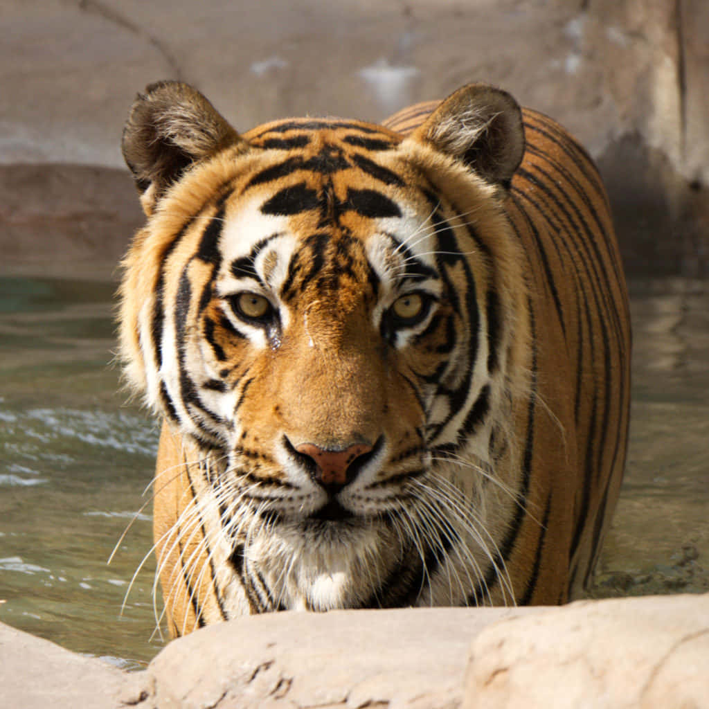 A majestic Bengal Tiger roams the jungles of India
