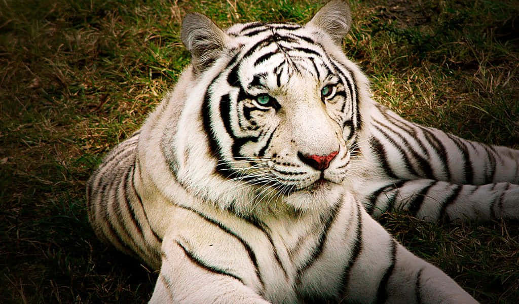 Unmaestoso Tigre Del Bengala Nel Suo Ambiente Naturale