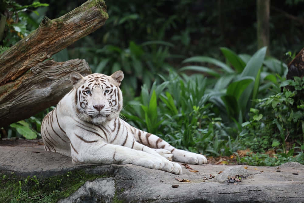 Enotroligt Vacker Bengalisk Tiger Som Smyger Genom Skogen.