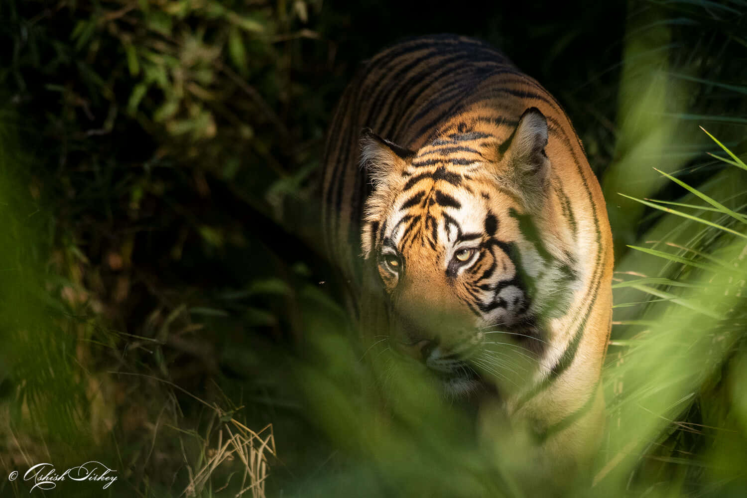 Envacker Bengalisk Tiger Som Tar En Eftermiddagspromenad