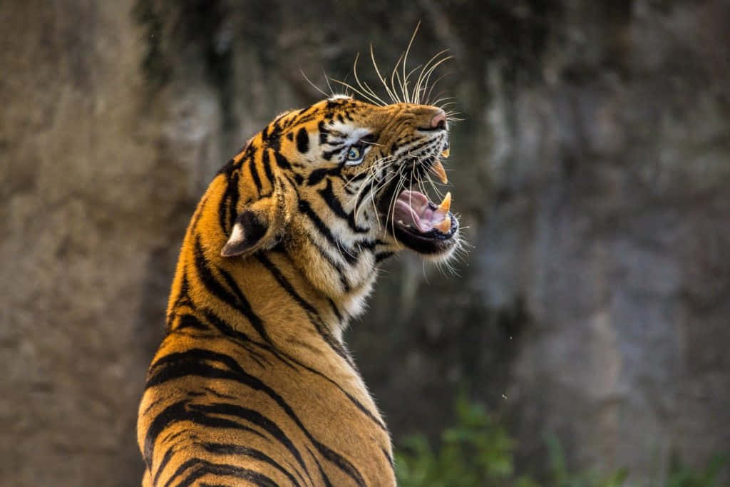 Stunning Bengal Tiger