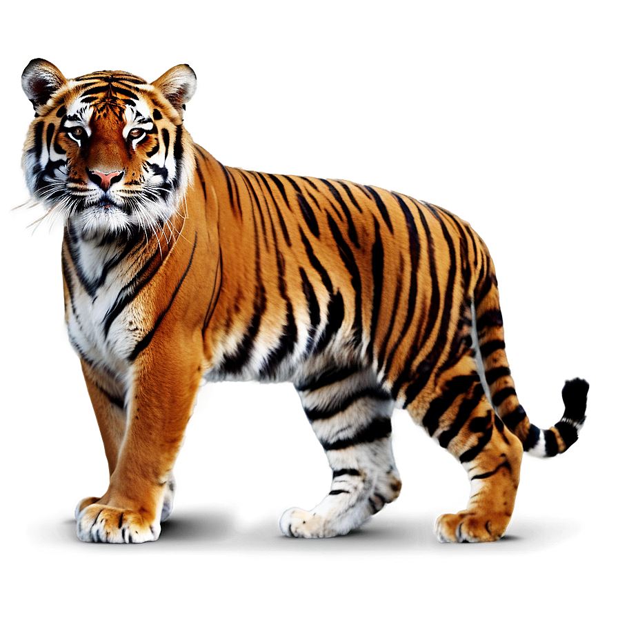 Bengal Tiger Png Kyc96 PNG