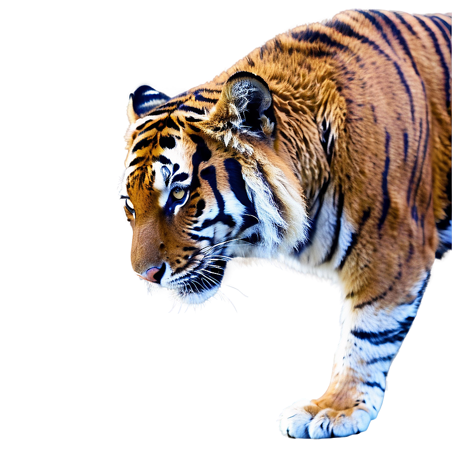 Bengal Tiger Png Sjc PNG