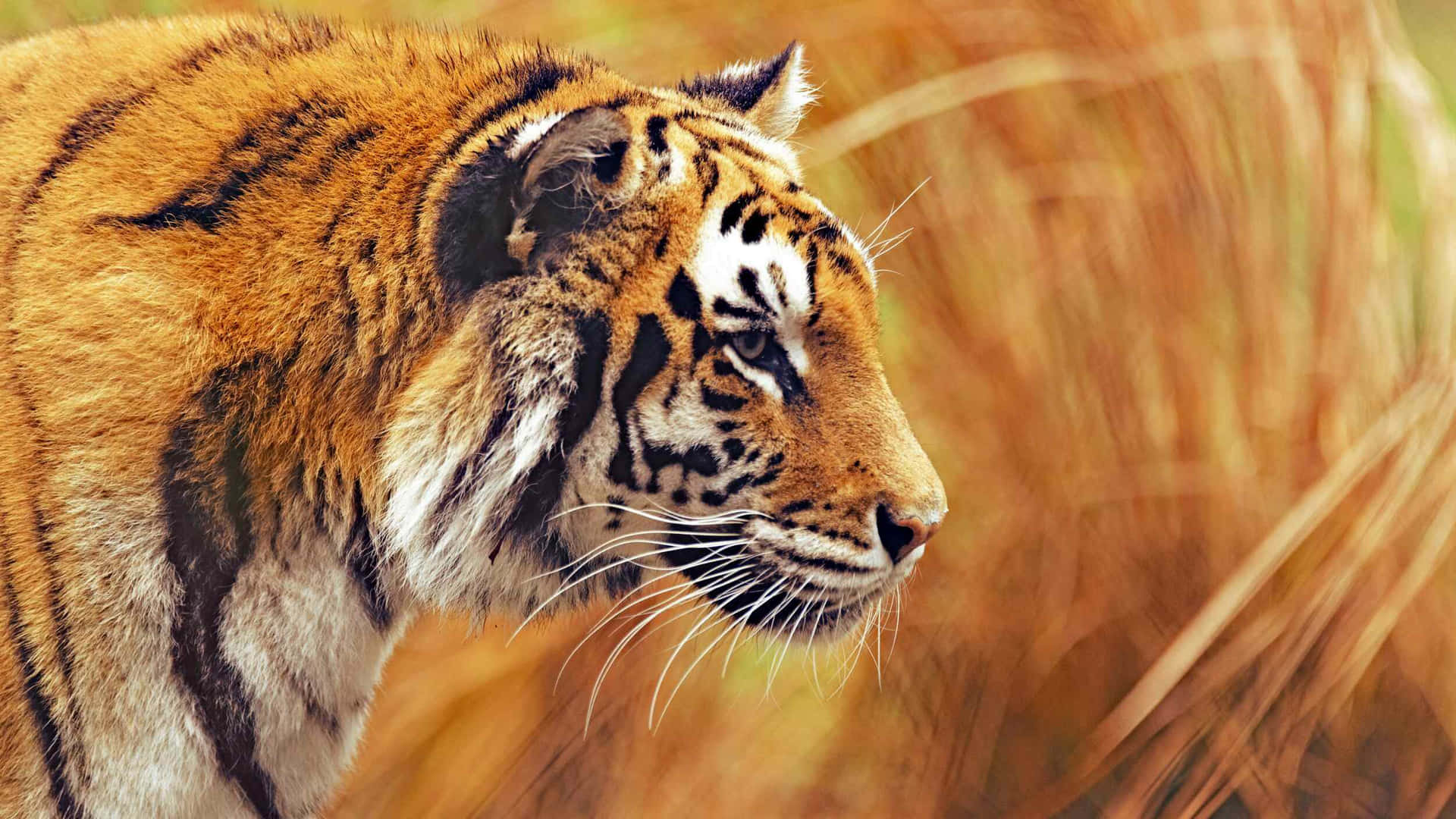 Bengal Tiger Profilein Grassland Wallpaper