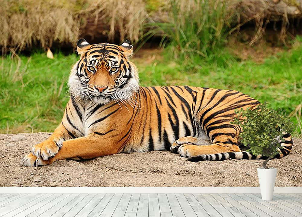 Bengal Tiger Resting Outdoors.jpg Wallpaper