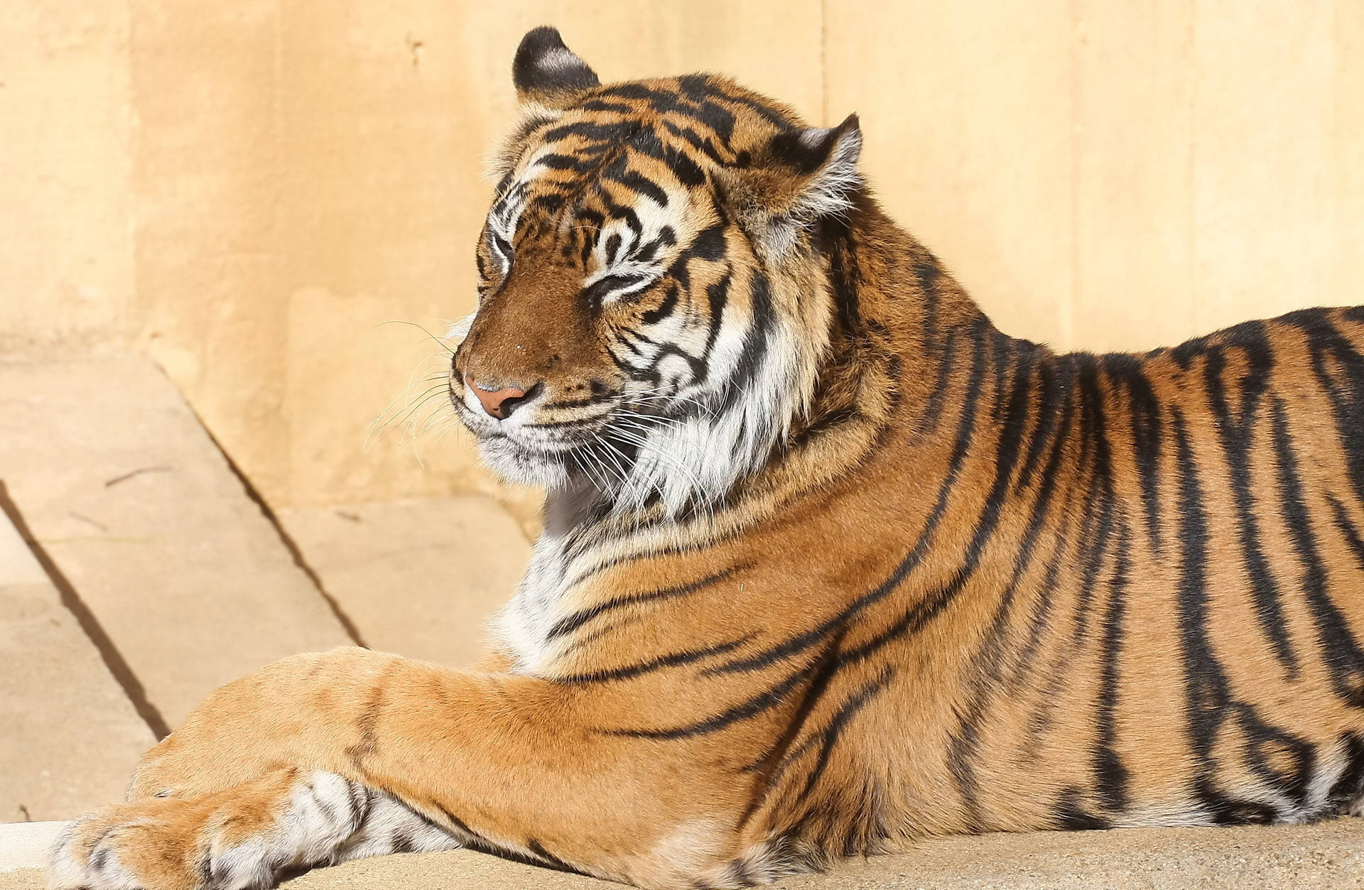Bengal Tiger Sitting Pretty Background