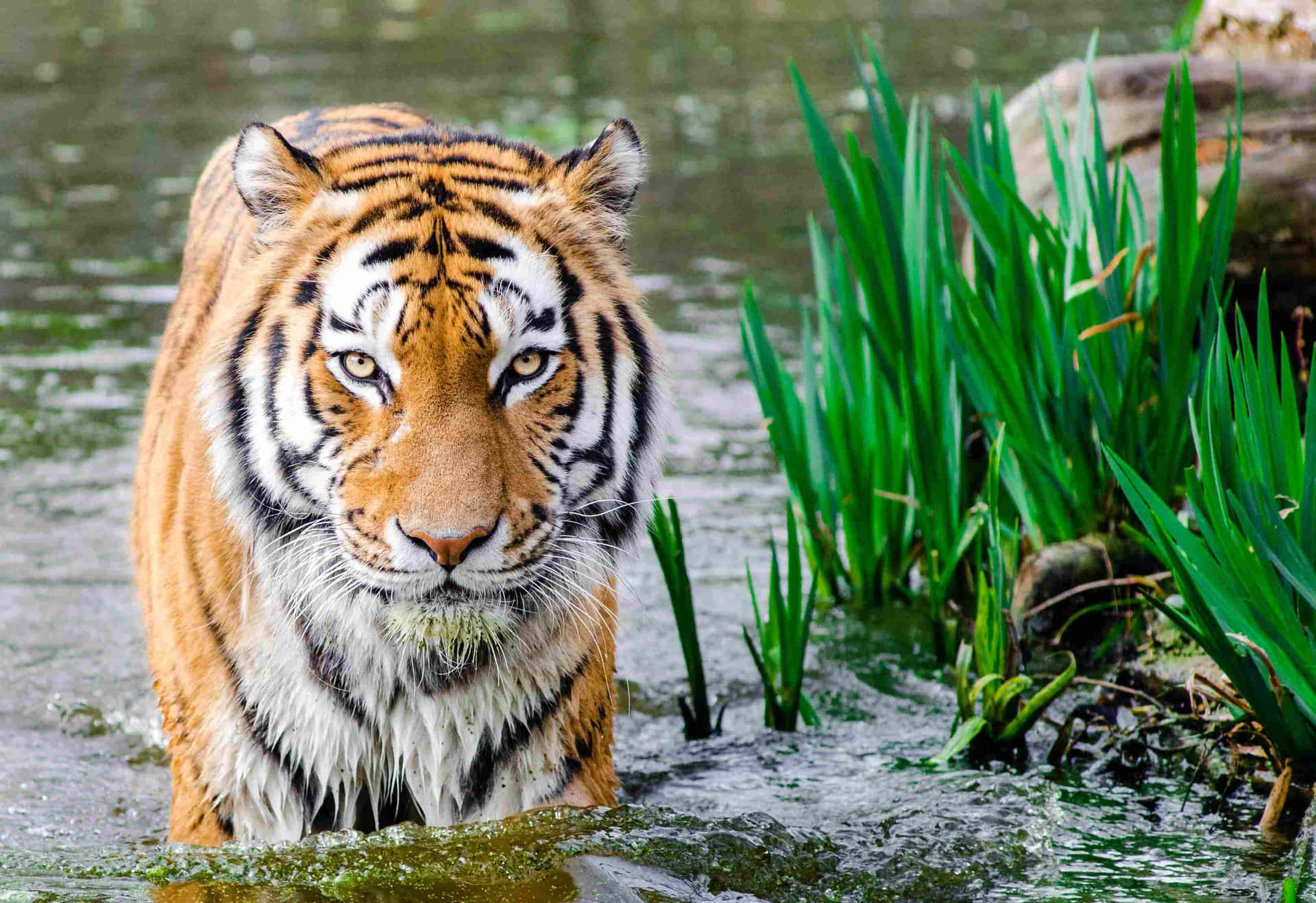 Bengal Tiger Staring Intently Wallpaper
