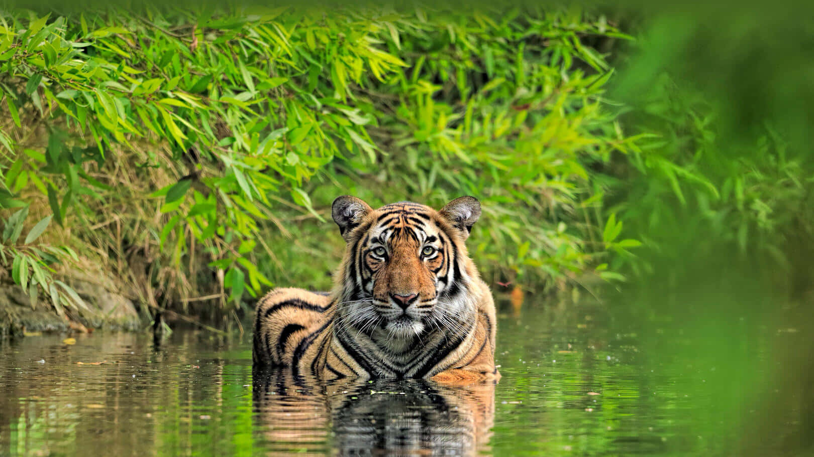 Reflet D'eau Du Tigre Du Bengale Fond d'écran