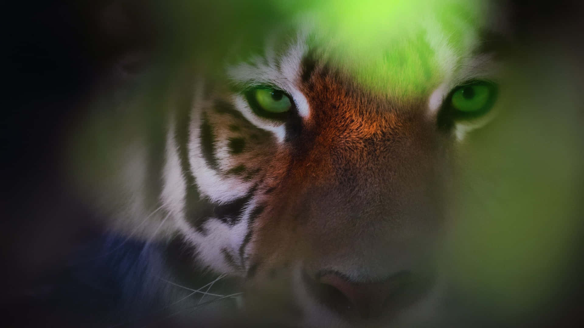 Bengal Tiger With Green Eyes Background