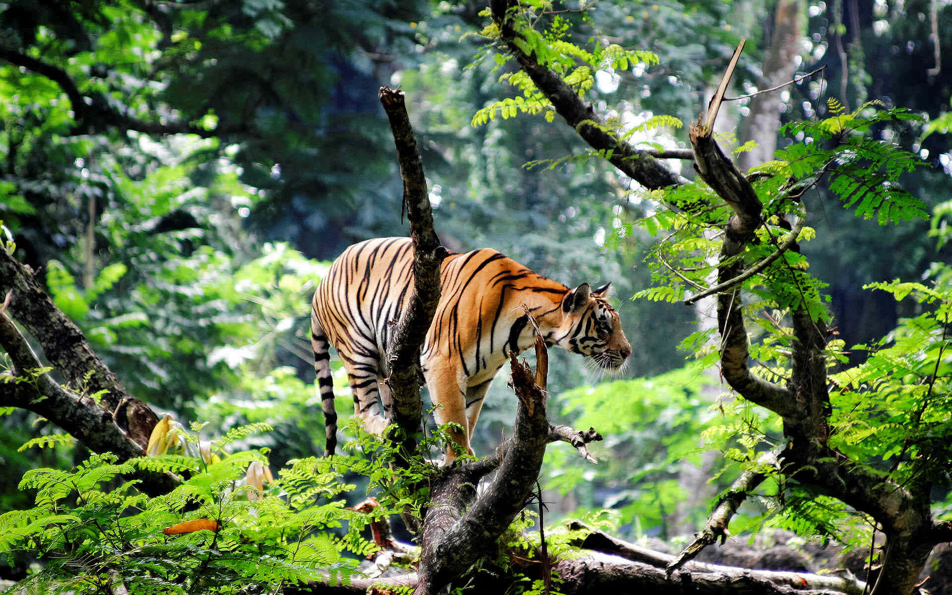 Tigre Du Bengale Dans Son Habitat Forestier Fond d'écran