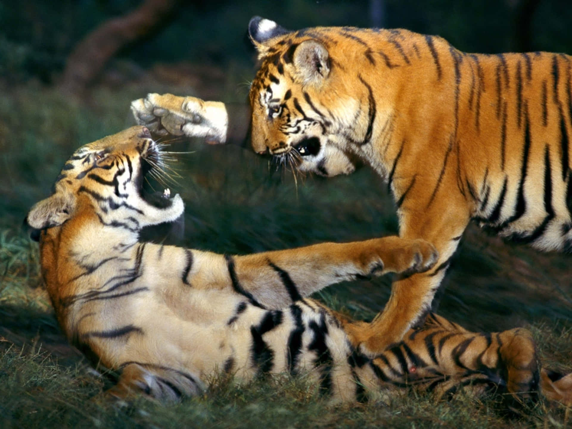 Bengal Tigers Play Fighting Wallpaper