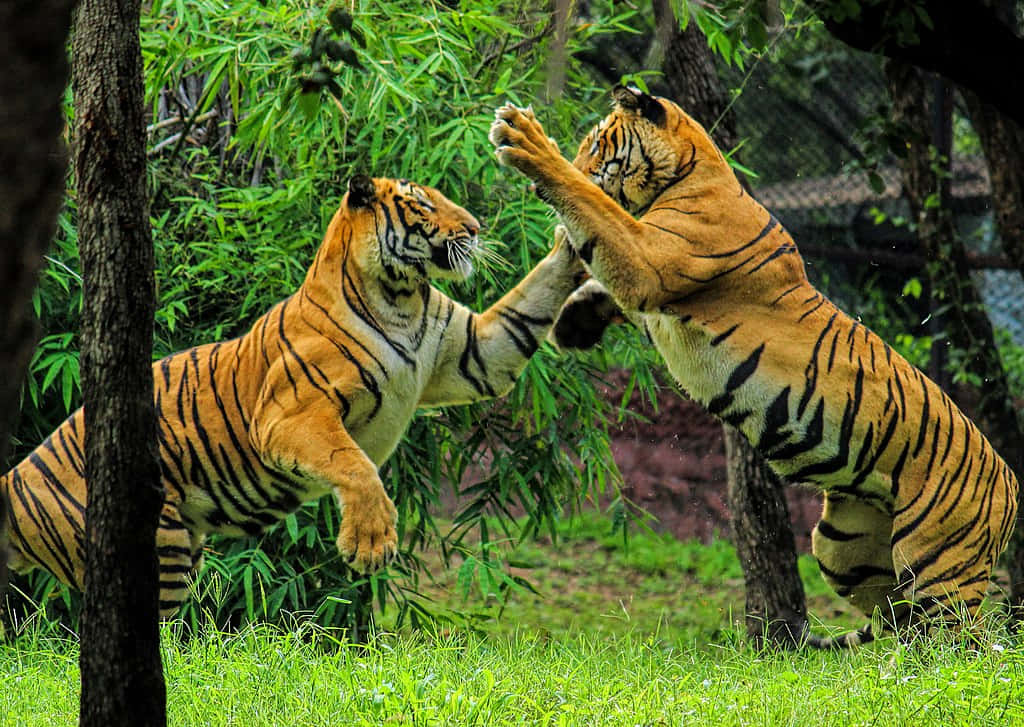 Bengal Tigers Play Fightingin Greenery Wallpaper