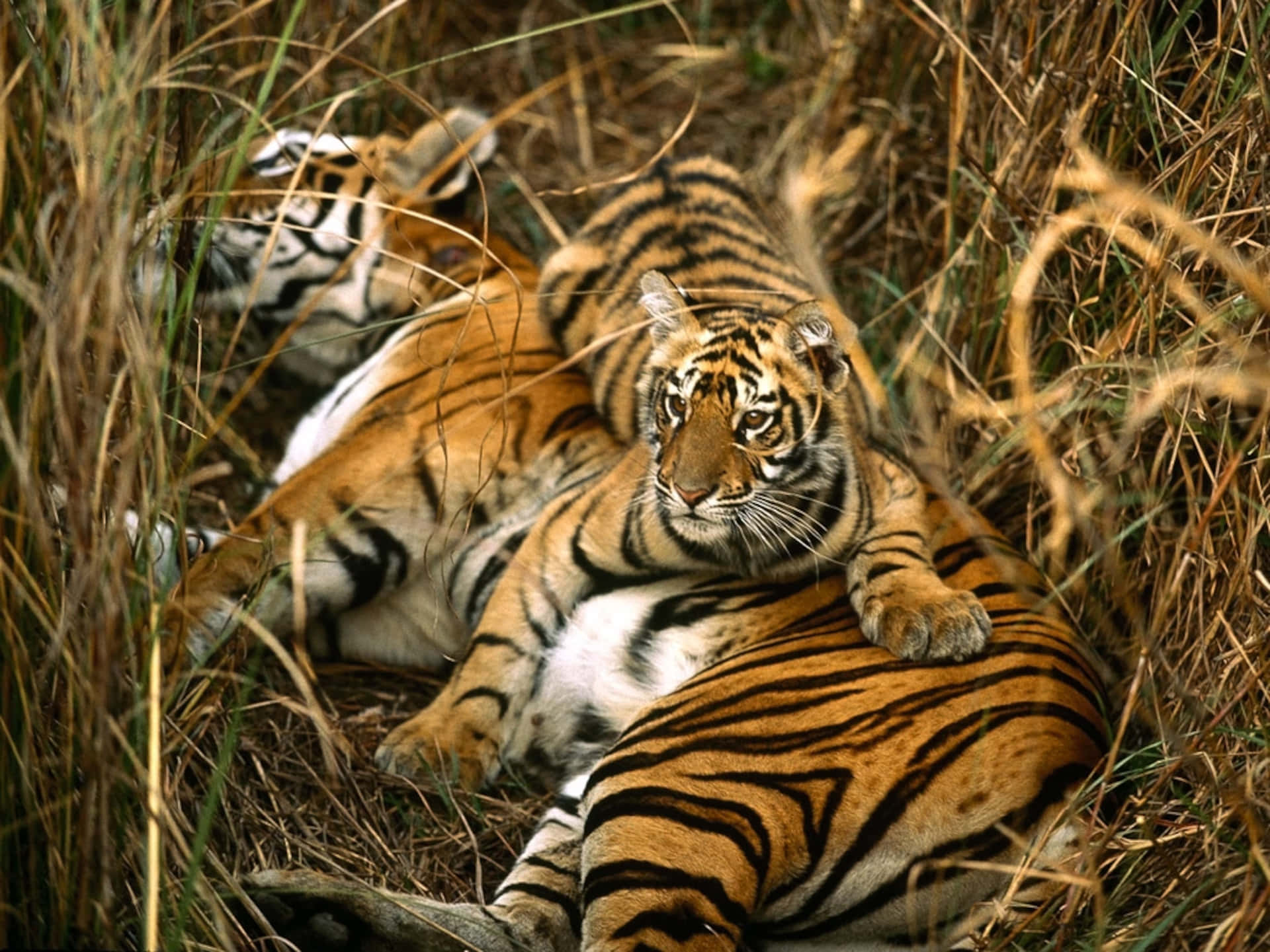 Bengal_ Tigers_ Resting_in_ Grass.jpg Wallpaper