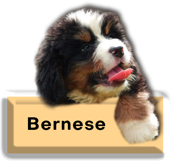 Bernese Mountain Dog Puppy Cute PNG