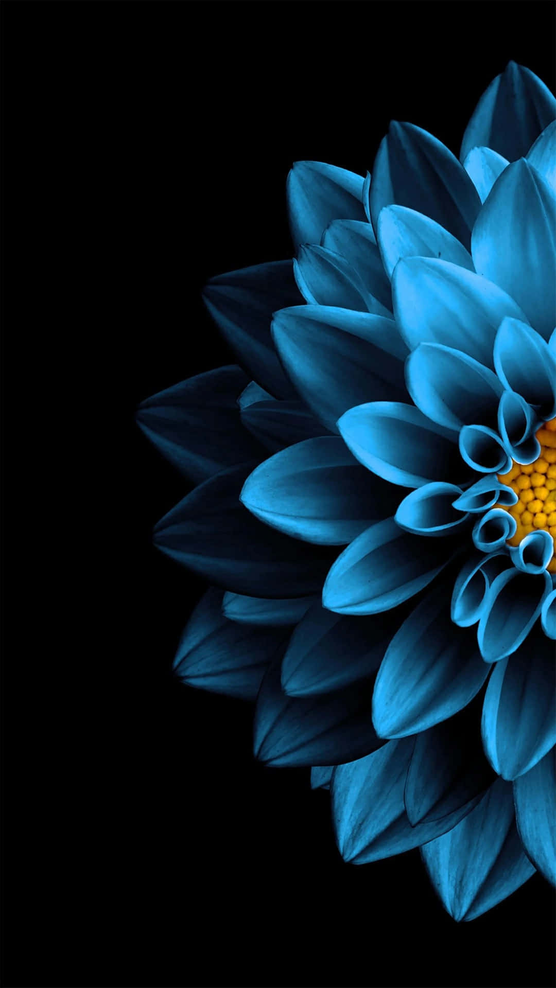 Enblå Blomma På En Svart Bakgrund