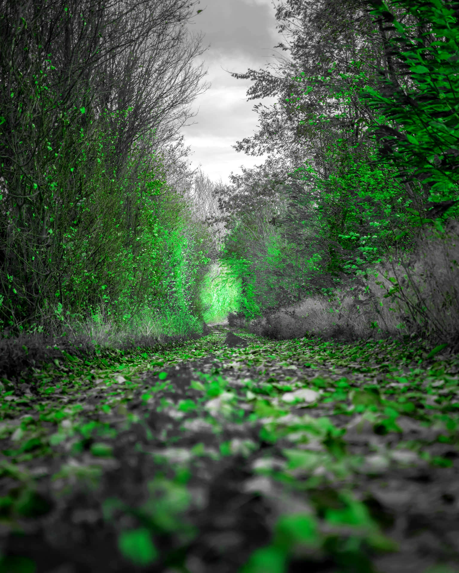 A Green Path In The Woods