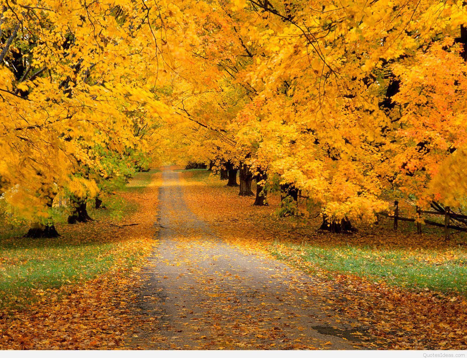 Enchanting Autumn Forest