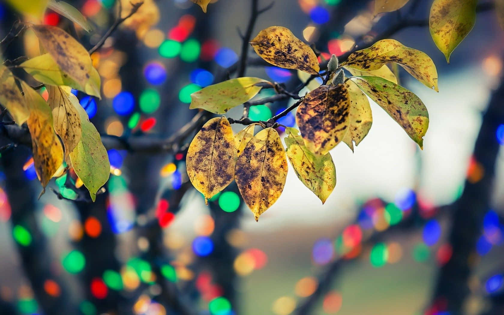 Captivating Golden Autumn Scenery