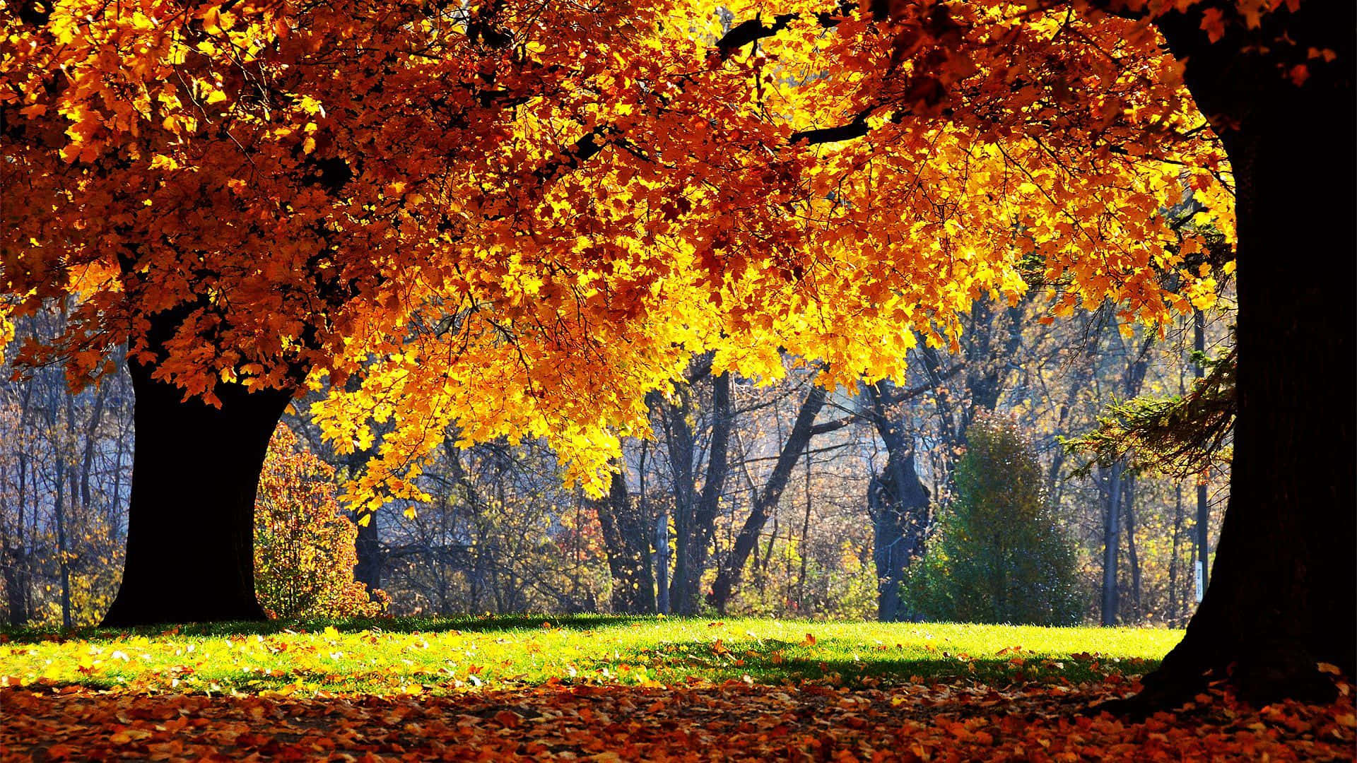 Enchanting Autumn Forest Scene