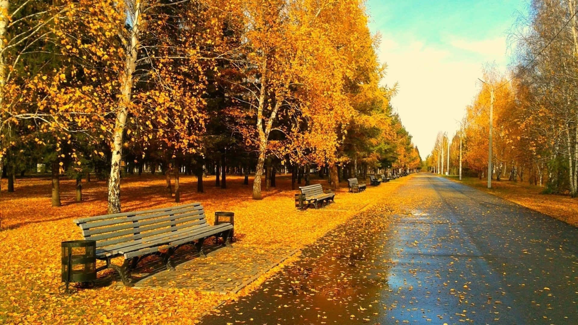 Enchanting Autumn Forest Scene