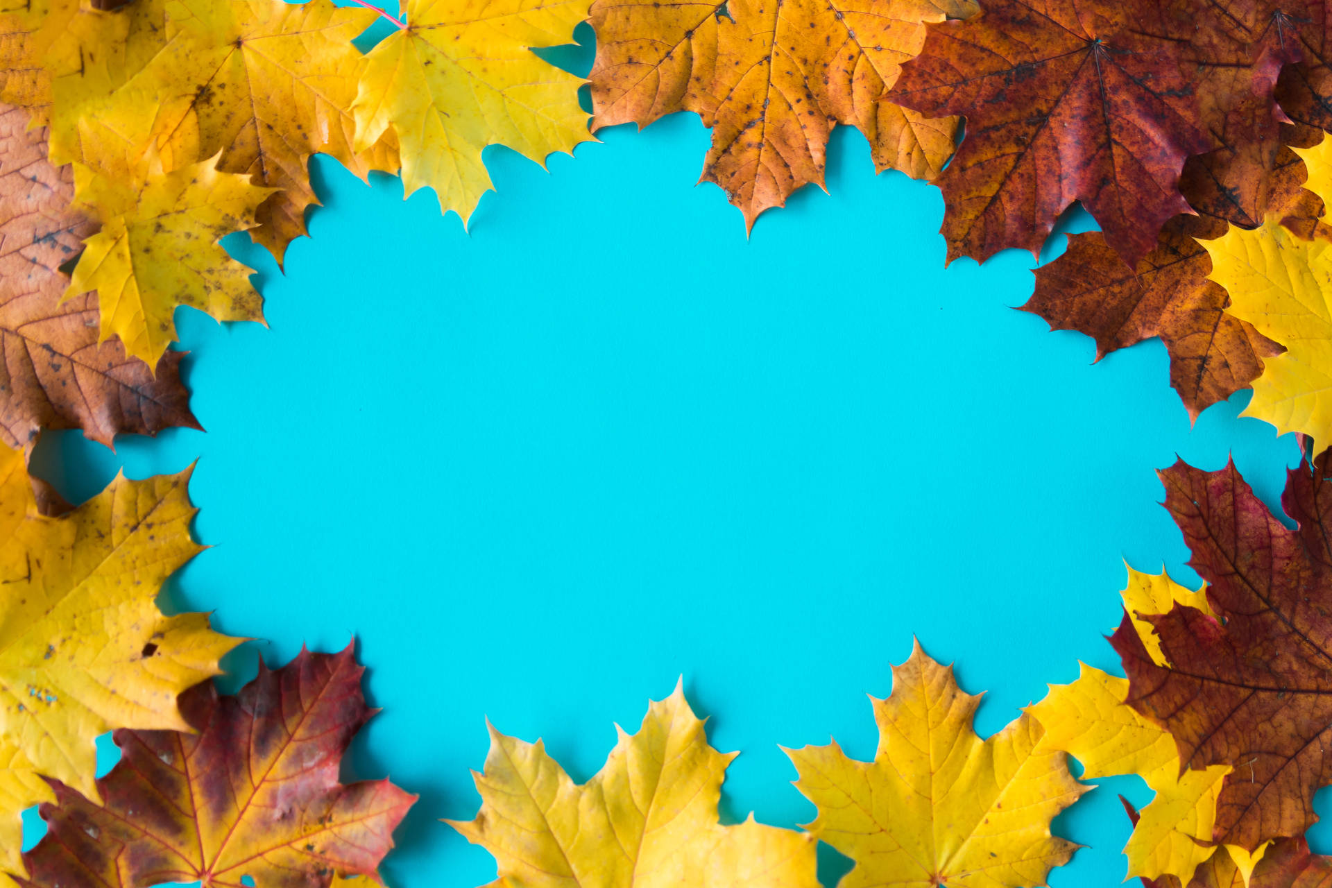 Best Autumn Leaves With Blue Background Wallpaper