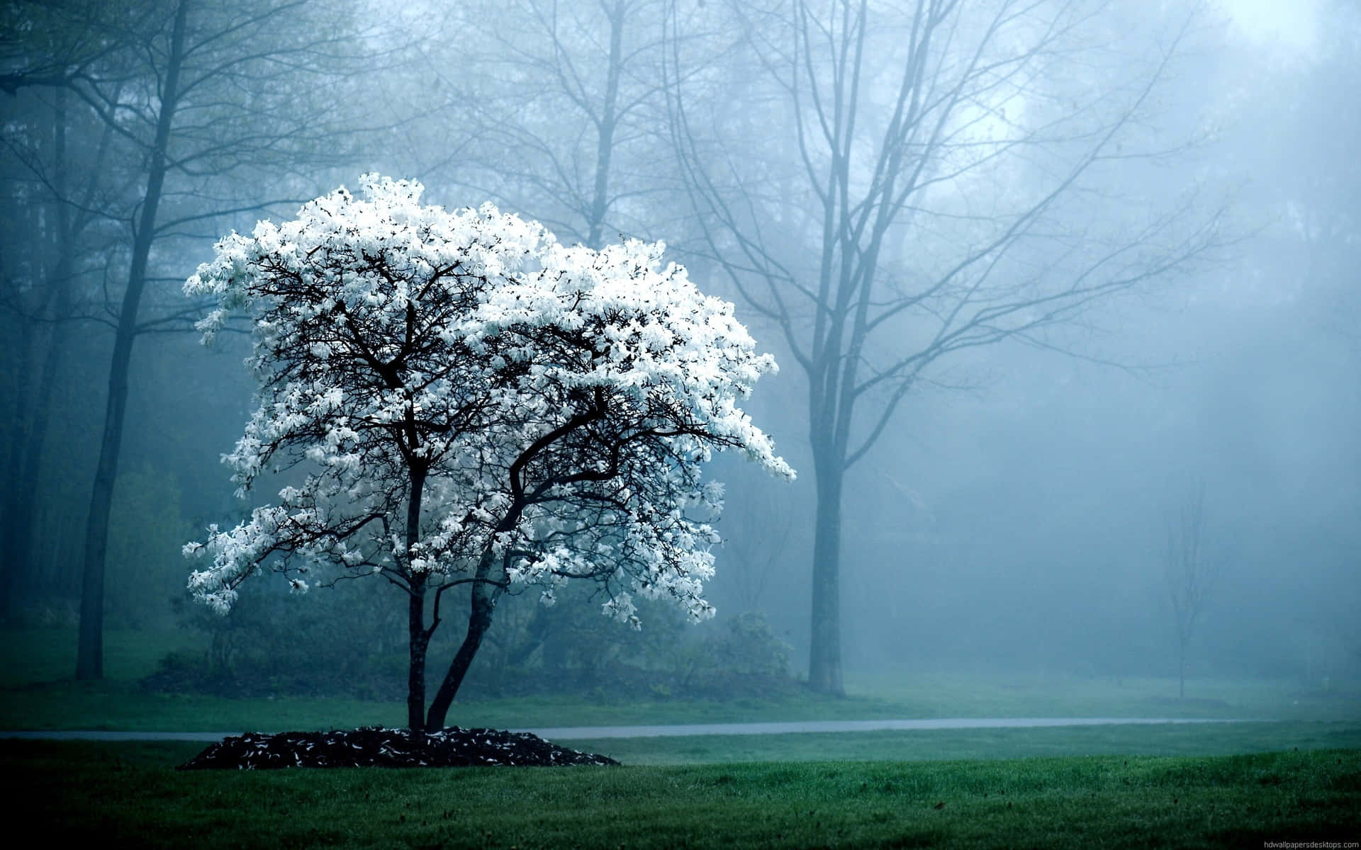 a white tree in the fog
