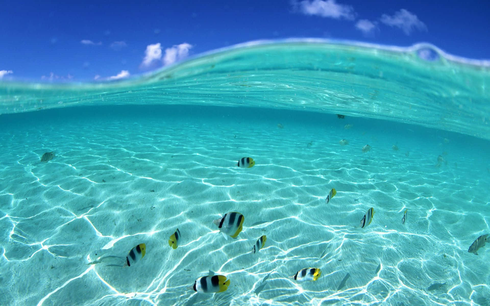 Sottola Superficie Dell'acqua Con Pesci Farfalla, Il Miglior Sfondo Della Spiaggia.