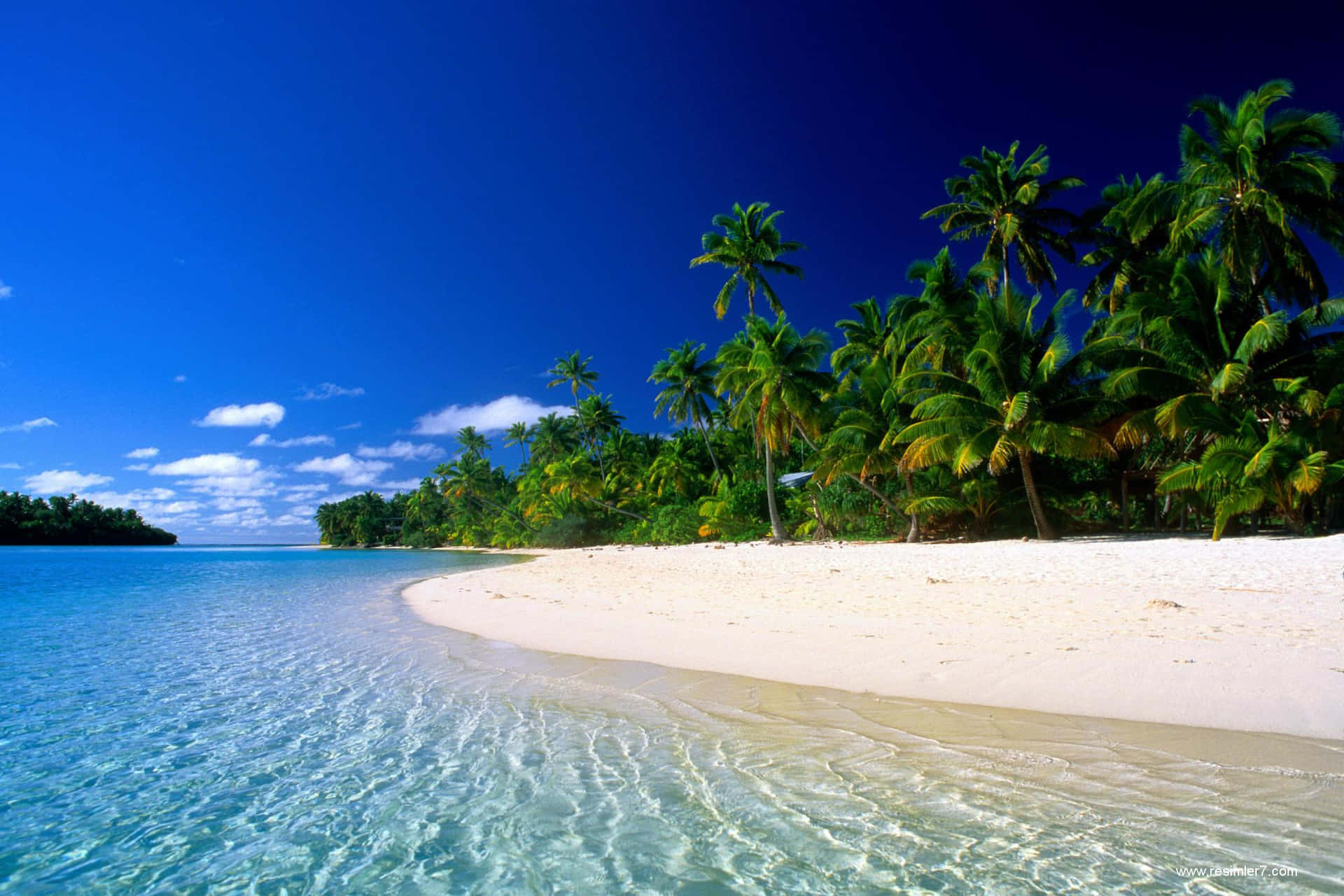Sea Shore With Tropical Trees Best Beach Background