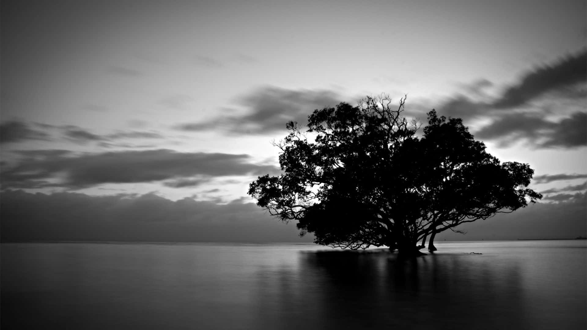 A Black And White Photo Of A Tree In The Water Wallpaper