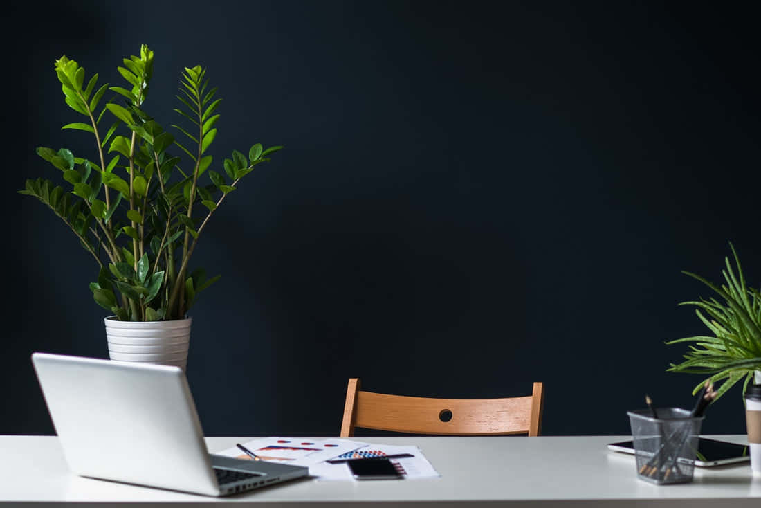 A Desk With A Laptop And A Plant On It