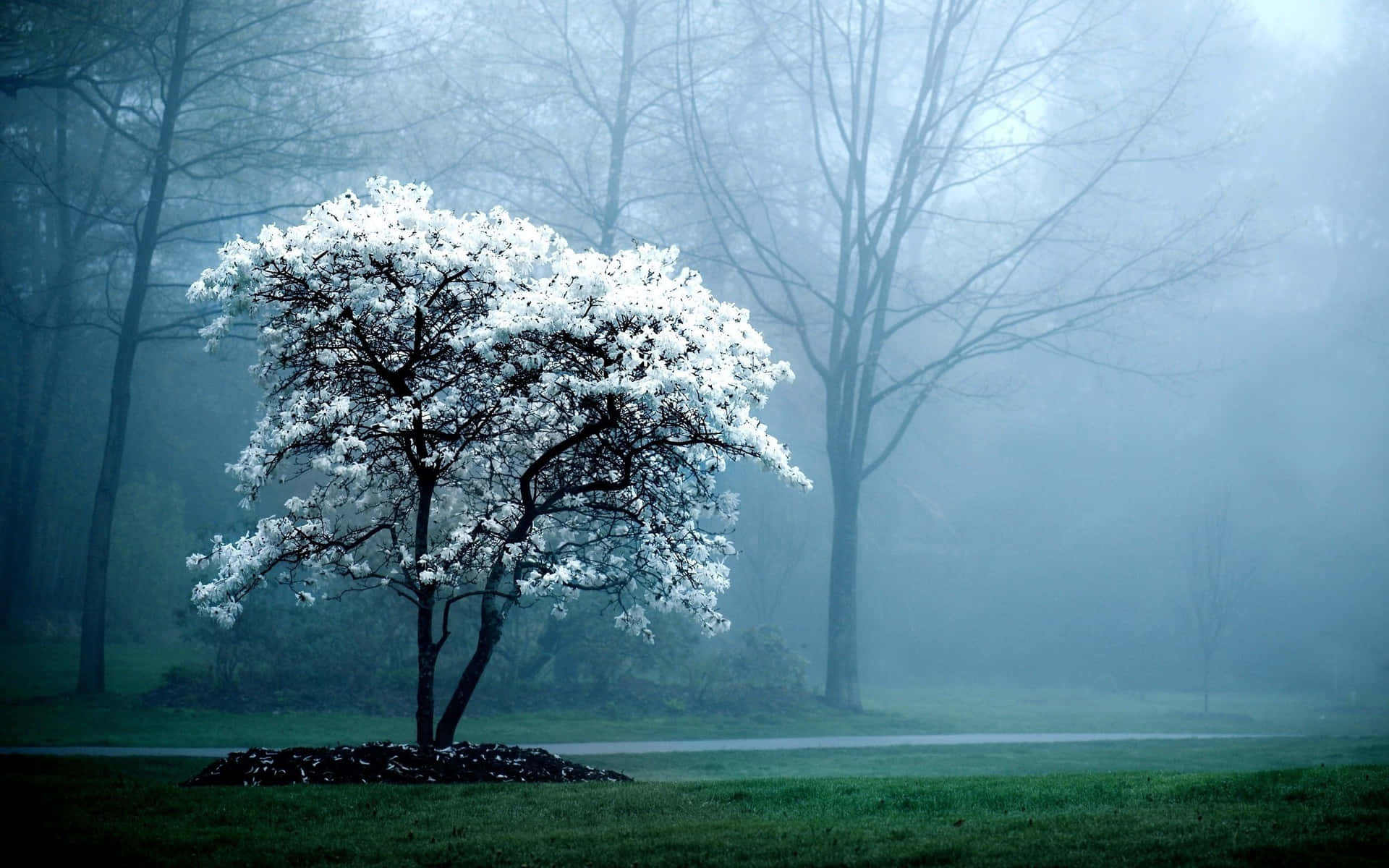 Best Desktop Pc Background White Tree In The Fog Background