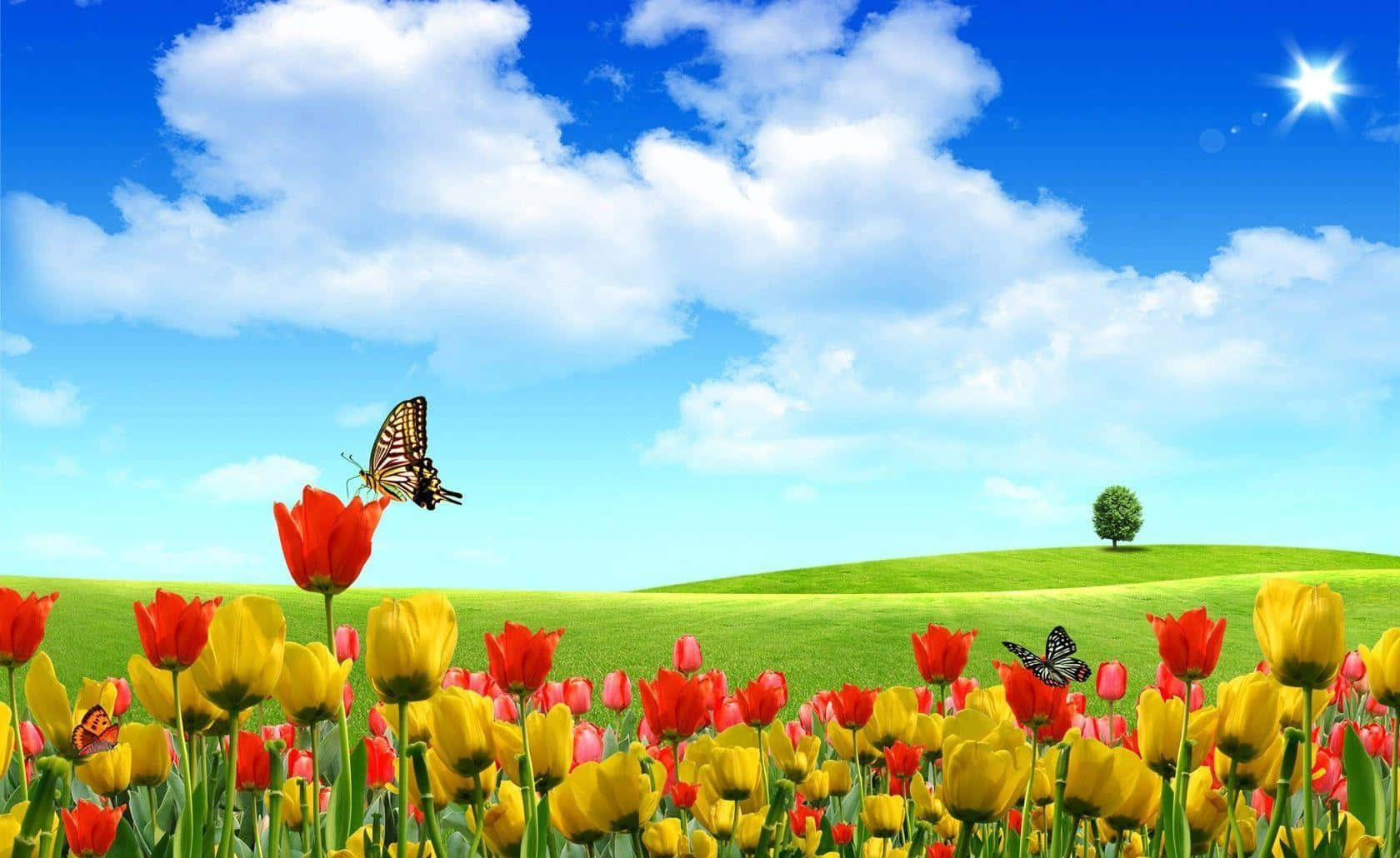 Bedste skrivebord PC-baggrund med tulipanhave og sommerfugle.