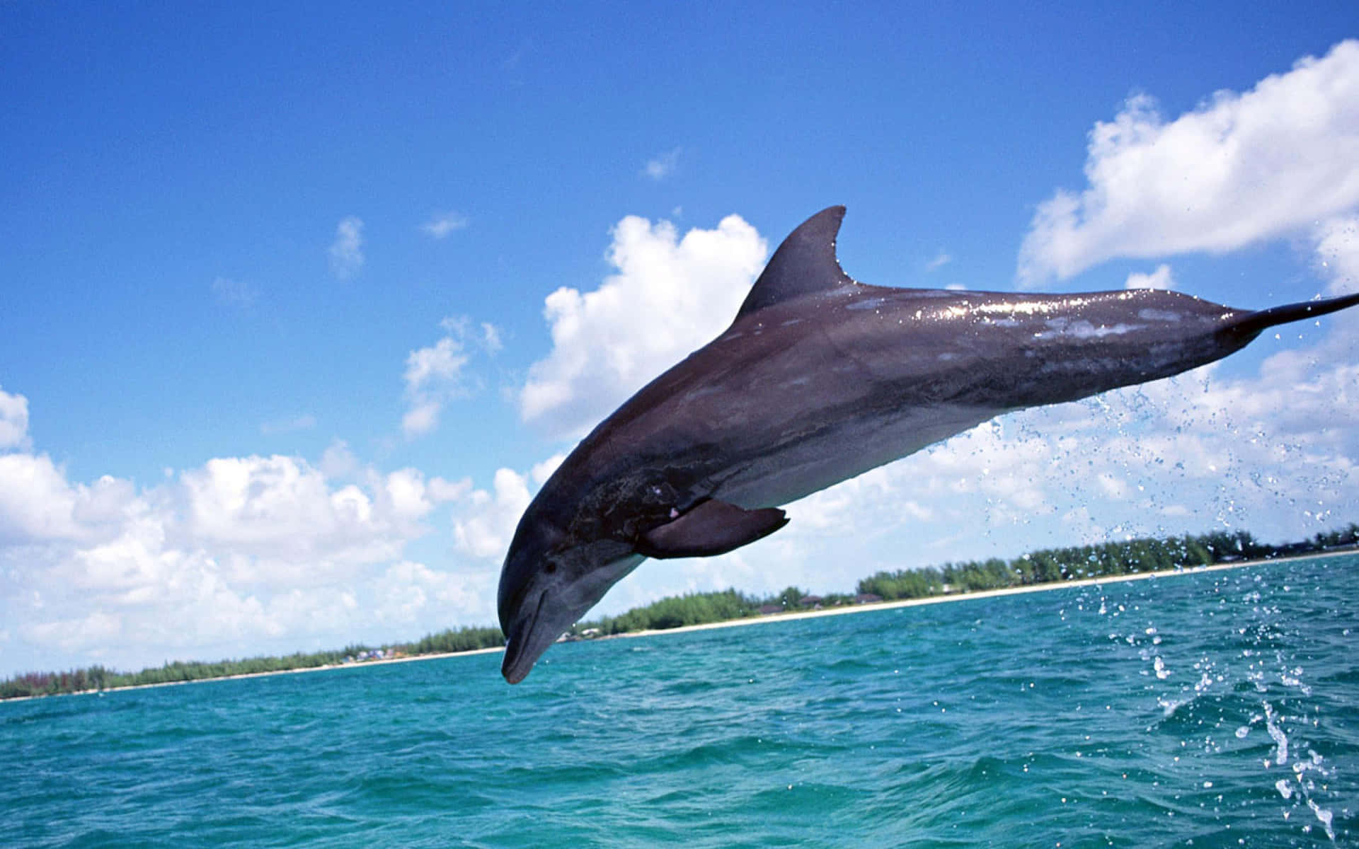 Bedste skrivebords-pc-baggrund sprunget delfin i havet