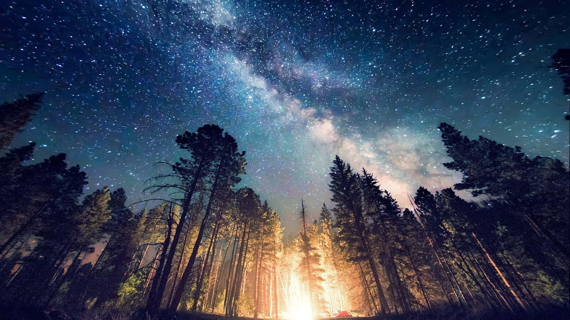 Bedste Desktop PC-baggrunds skov under den stjerneklare nat himmel.