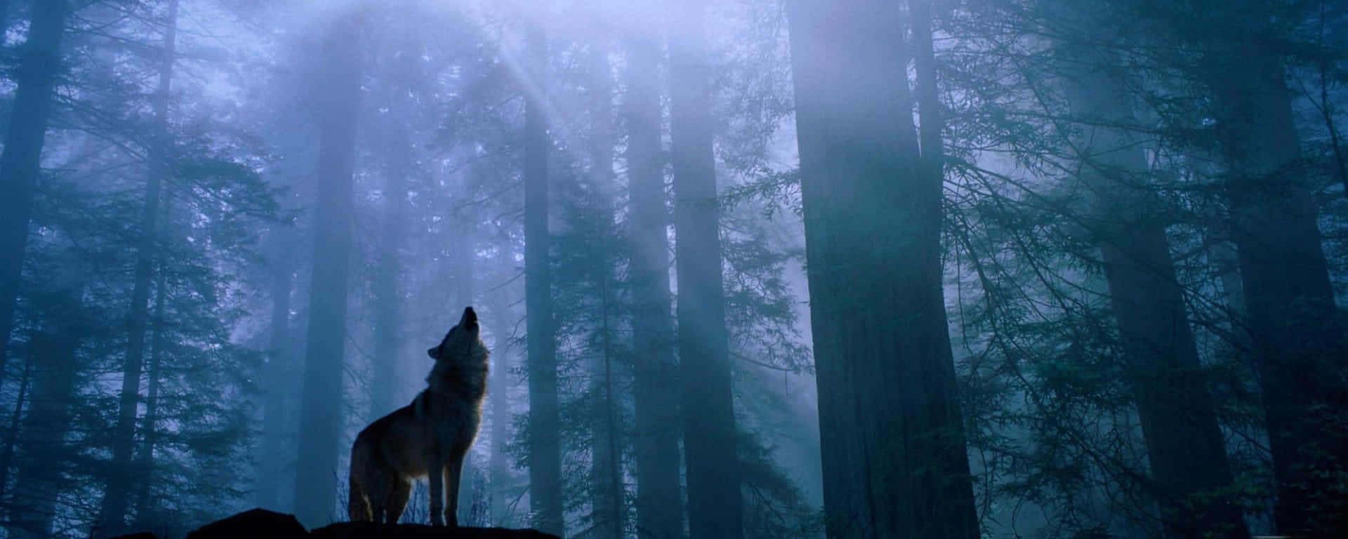 A Wolf Is Standing In The Forest With A Flashlight Wallpaper