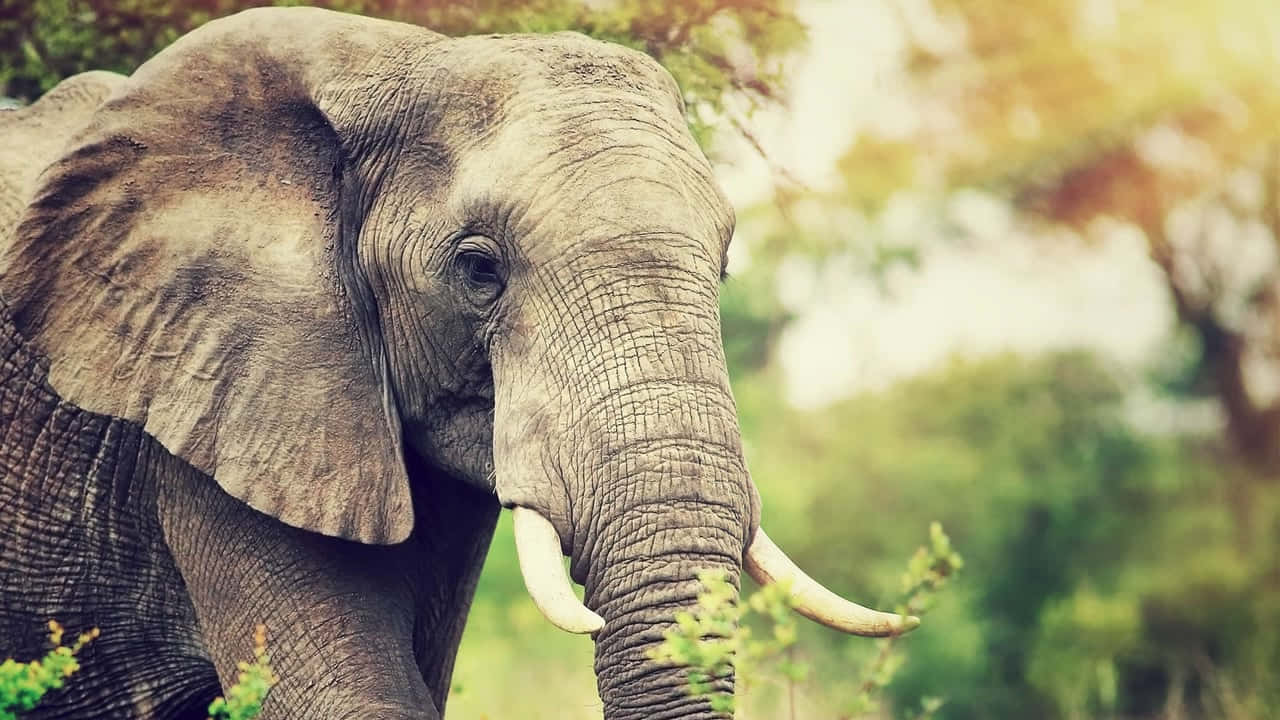 Best Elephant Background Blur Forest Background