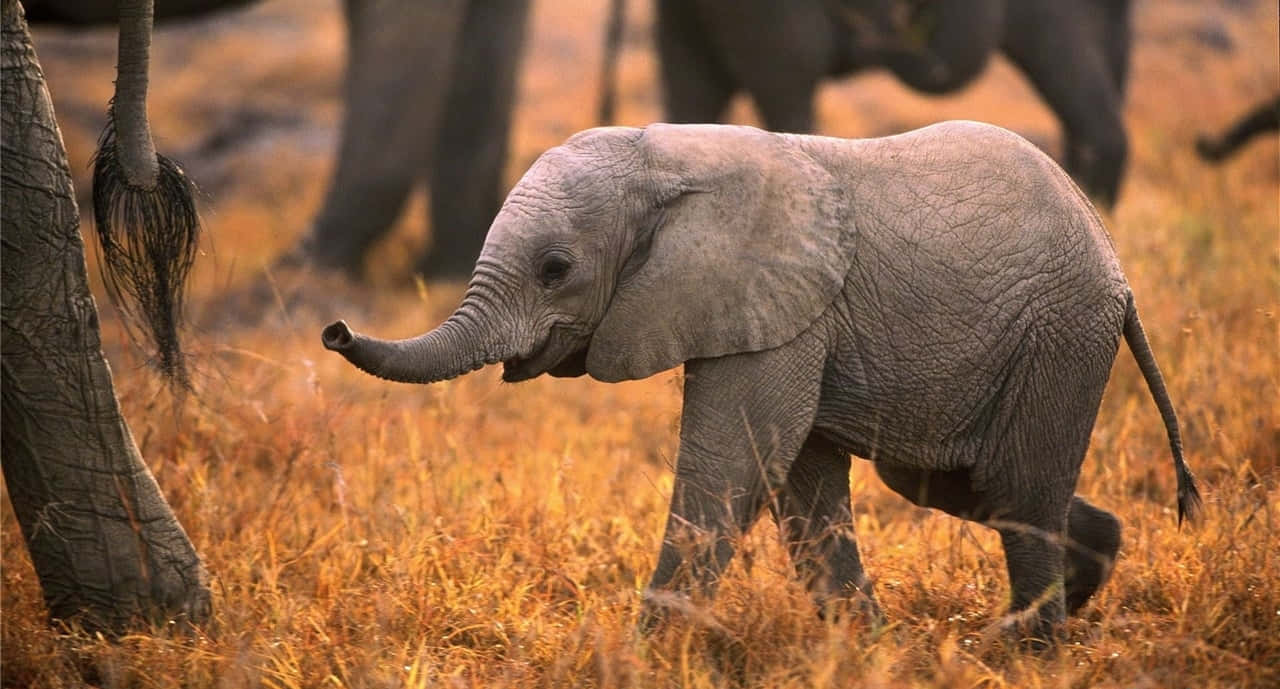 Best Elephant Background Baby Elephant Background