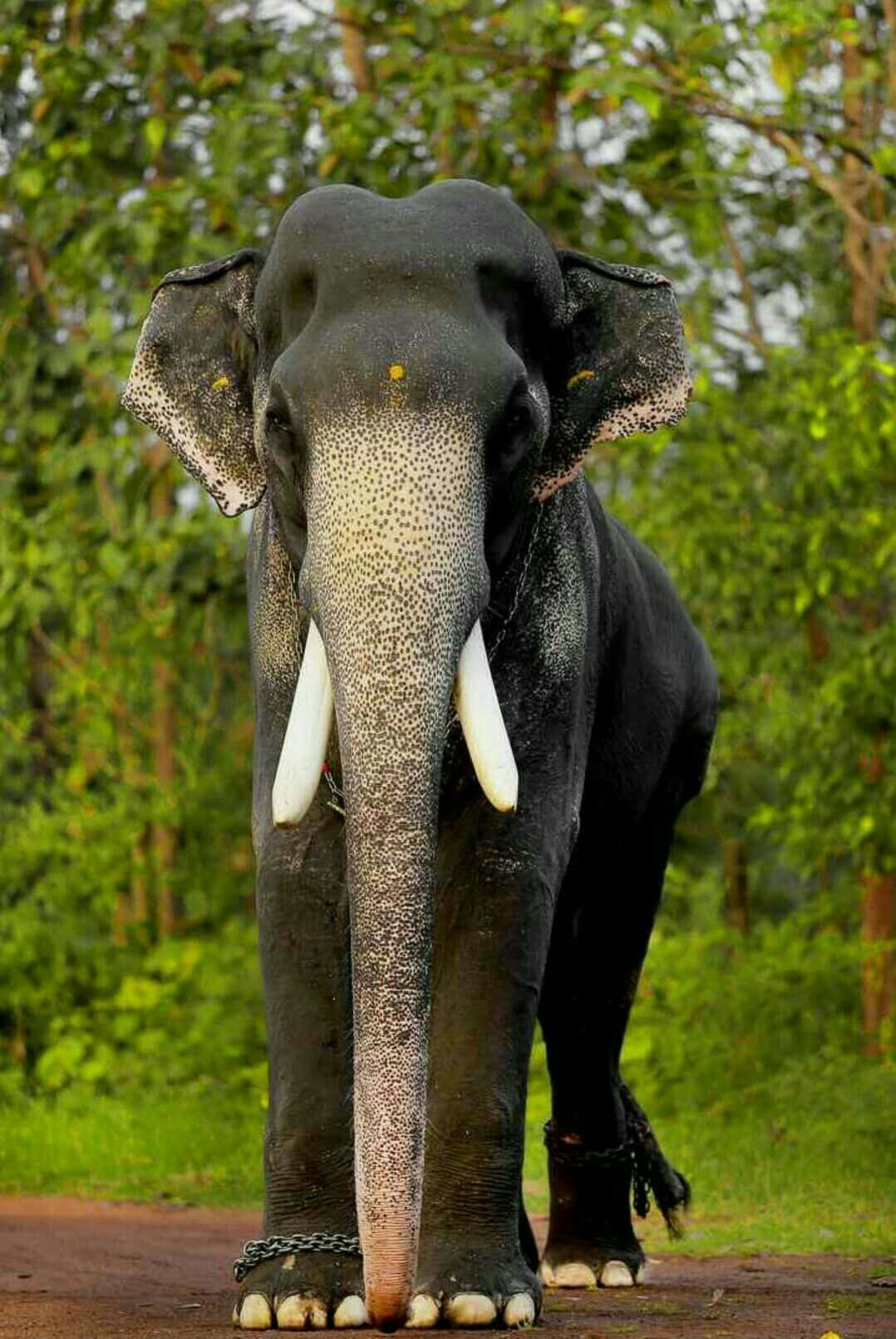 Best Elephant Background Forest Animals Background