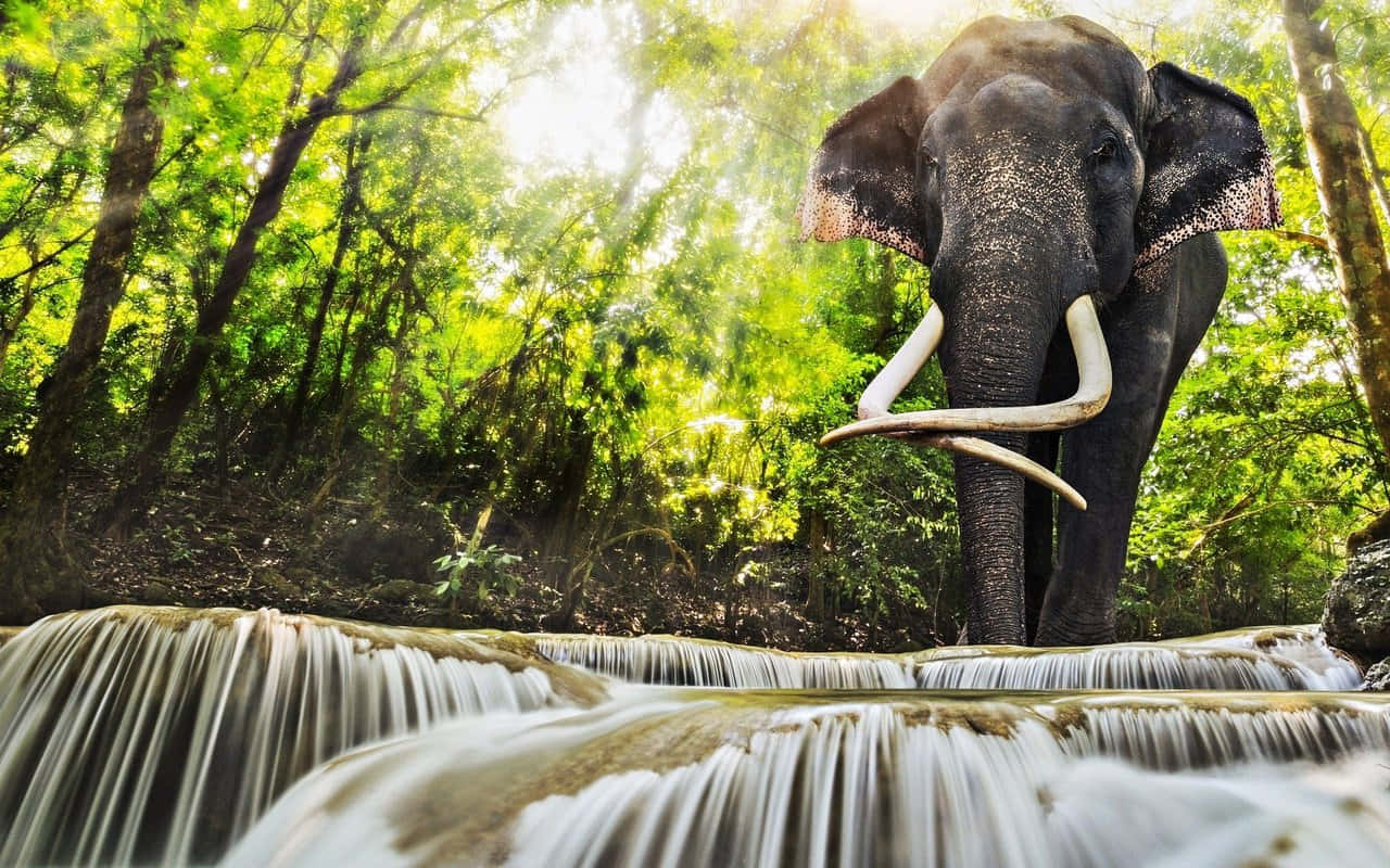 Best Elephant Background Forest Falls Background