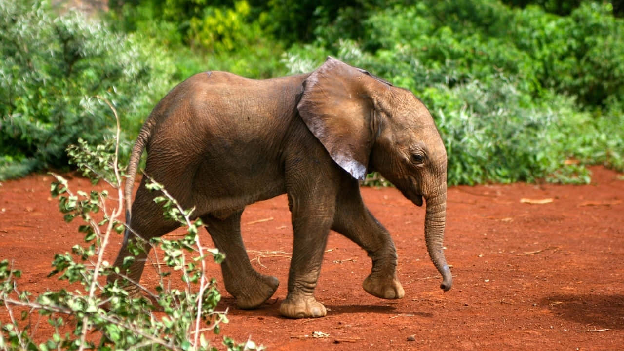 Young Best Elephant Background Walking Background