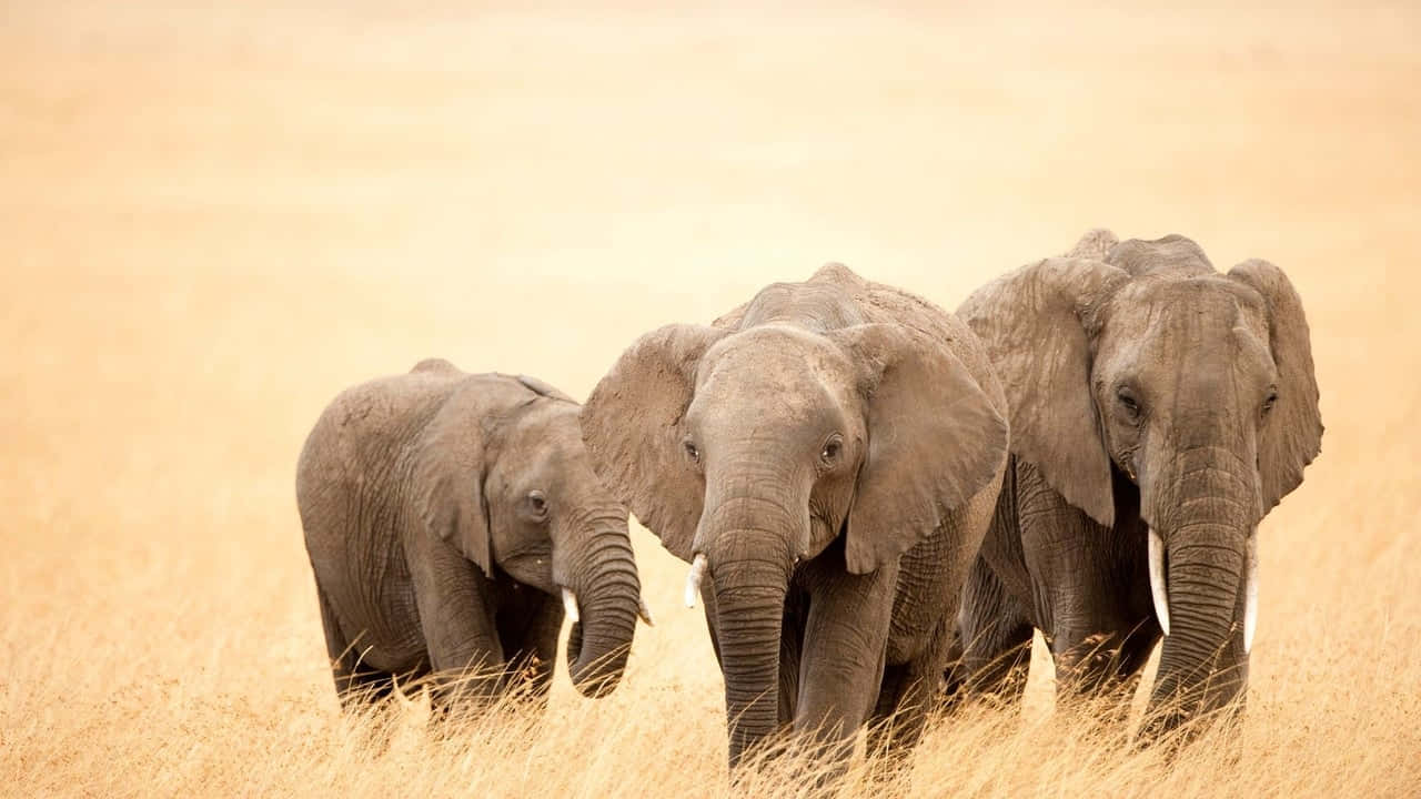 Best Elephant Background Jungle Family Background