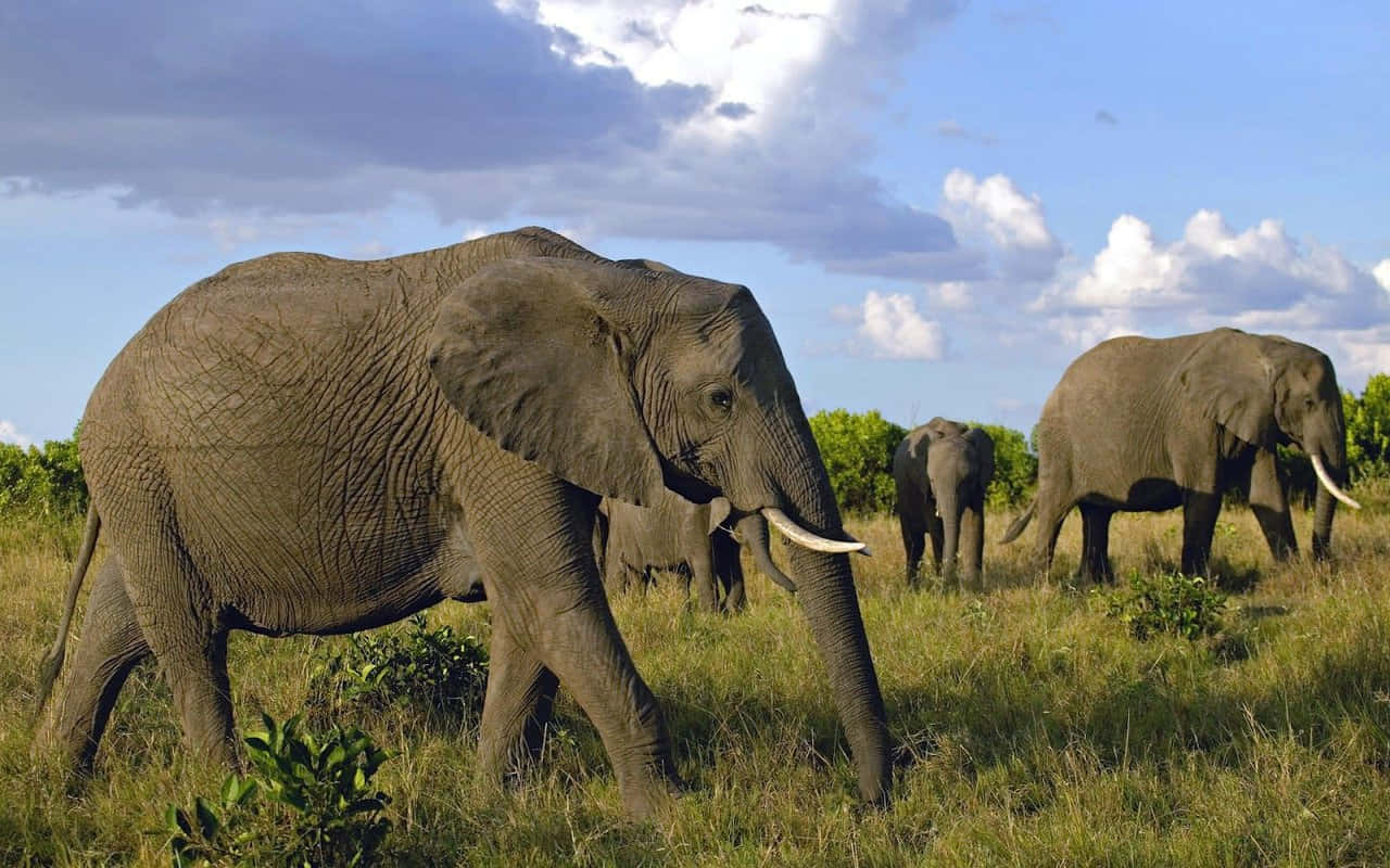 Best Elephant Background Walking Jungle Background