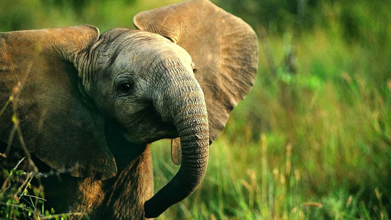 Unmajestuoso Elefante Parado En La Serengeti