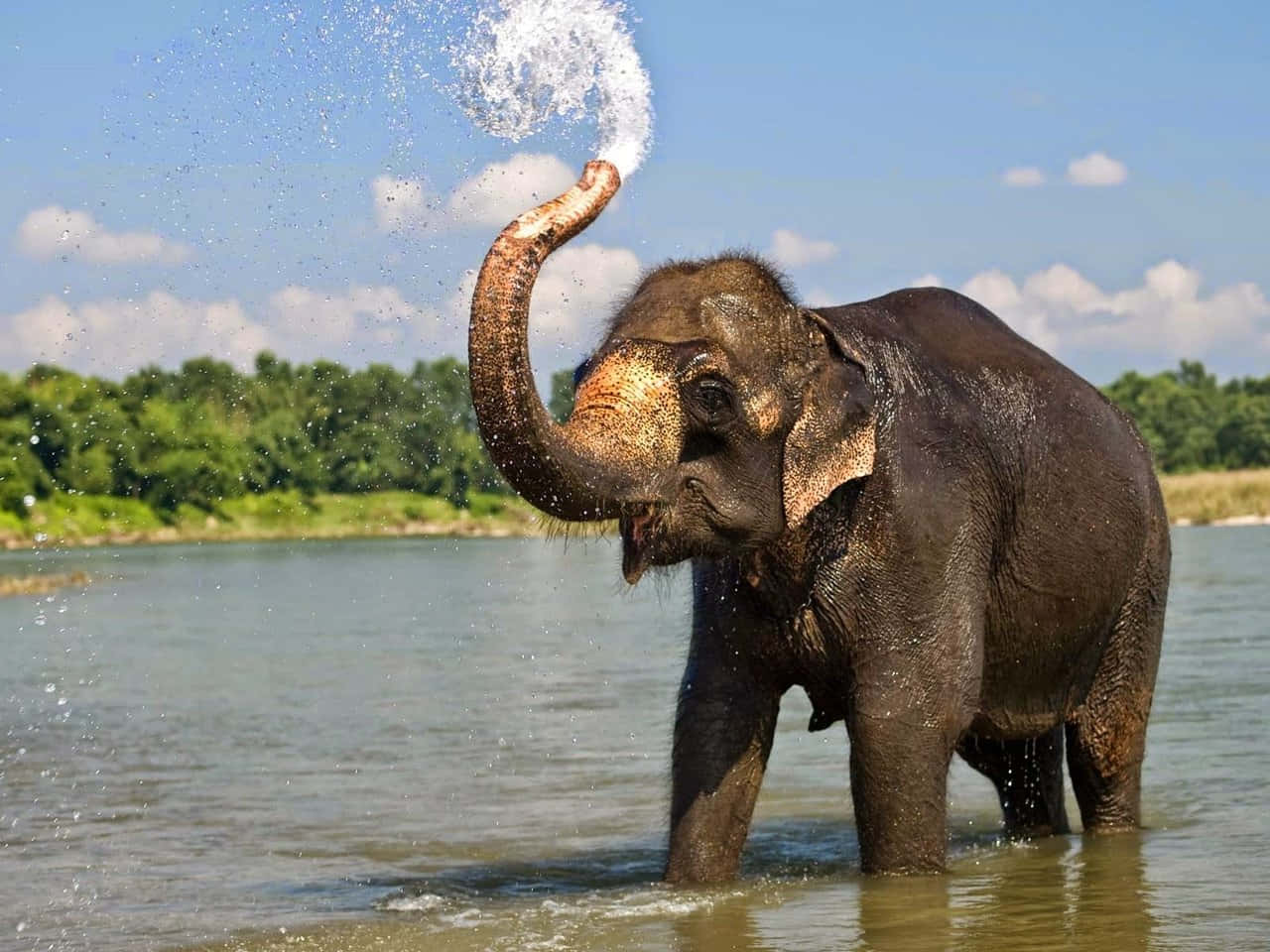 Best Elephant Background Taking Bath Background