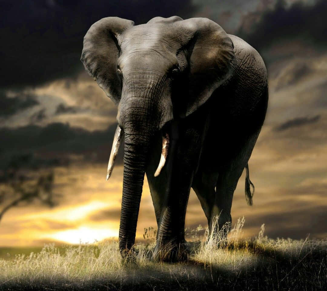 Best Elephant Background Sunset Aesthetic Background