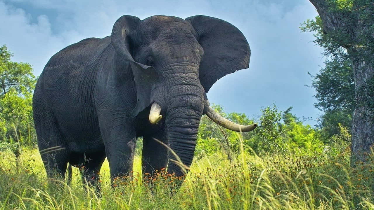 Best Elephant Background Eating Grass Background