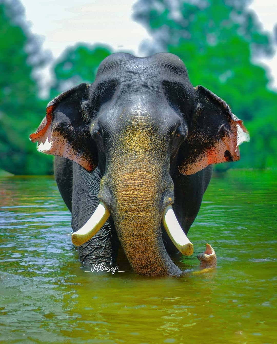 Best Elephant Background Walking At The River Background