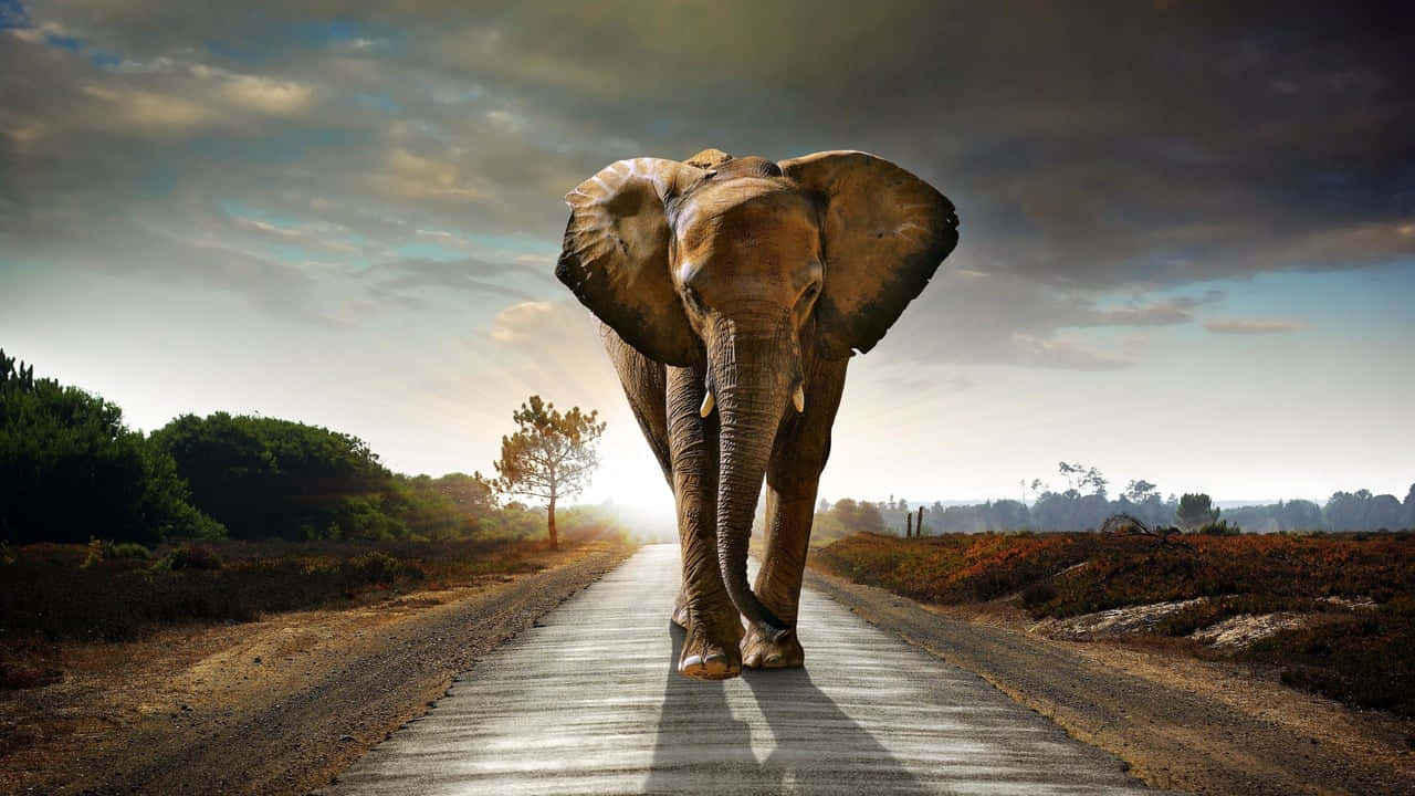 Best Elephant Background Middle Of The Road Background