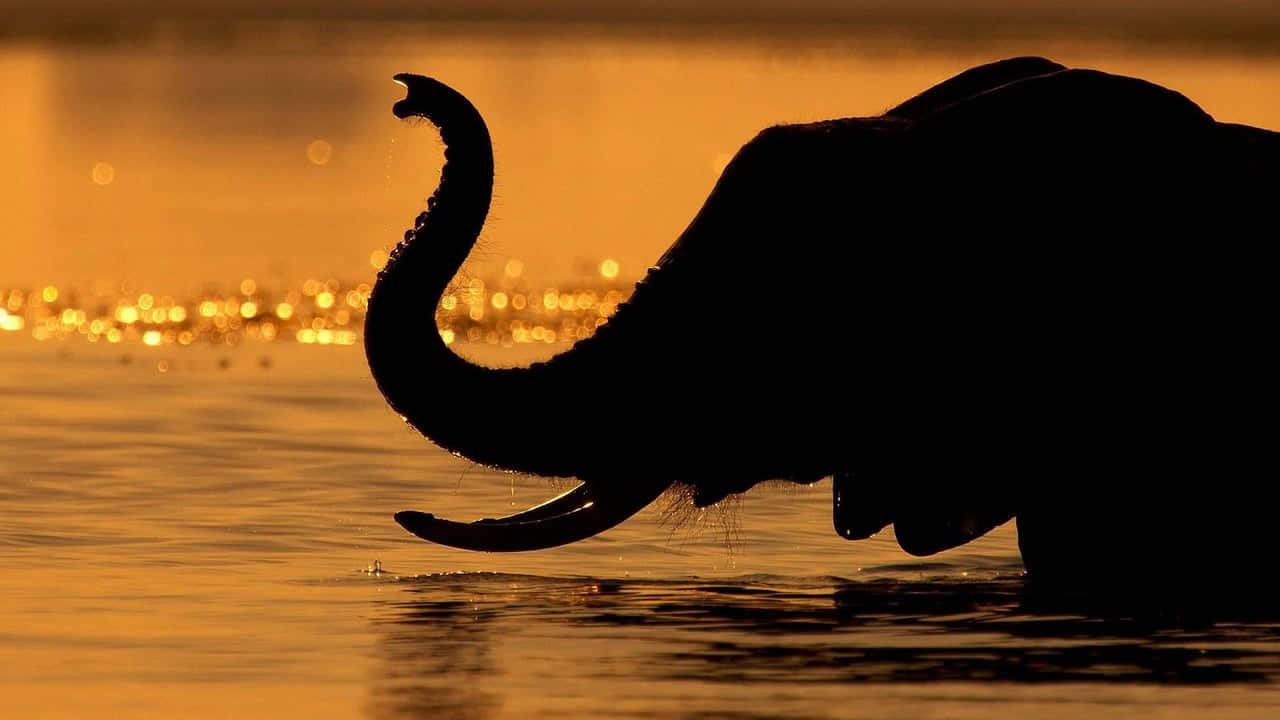 Best Elephant Background Landscape River Bath Background