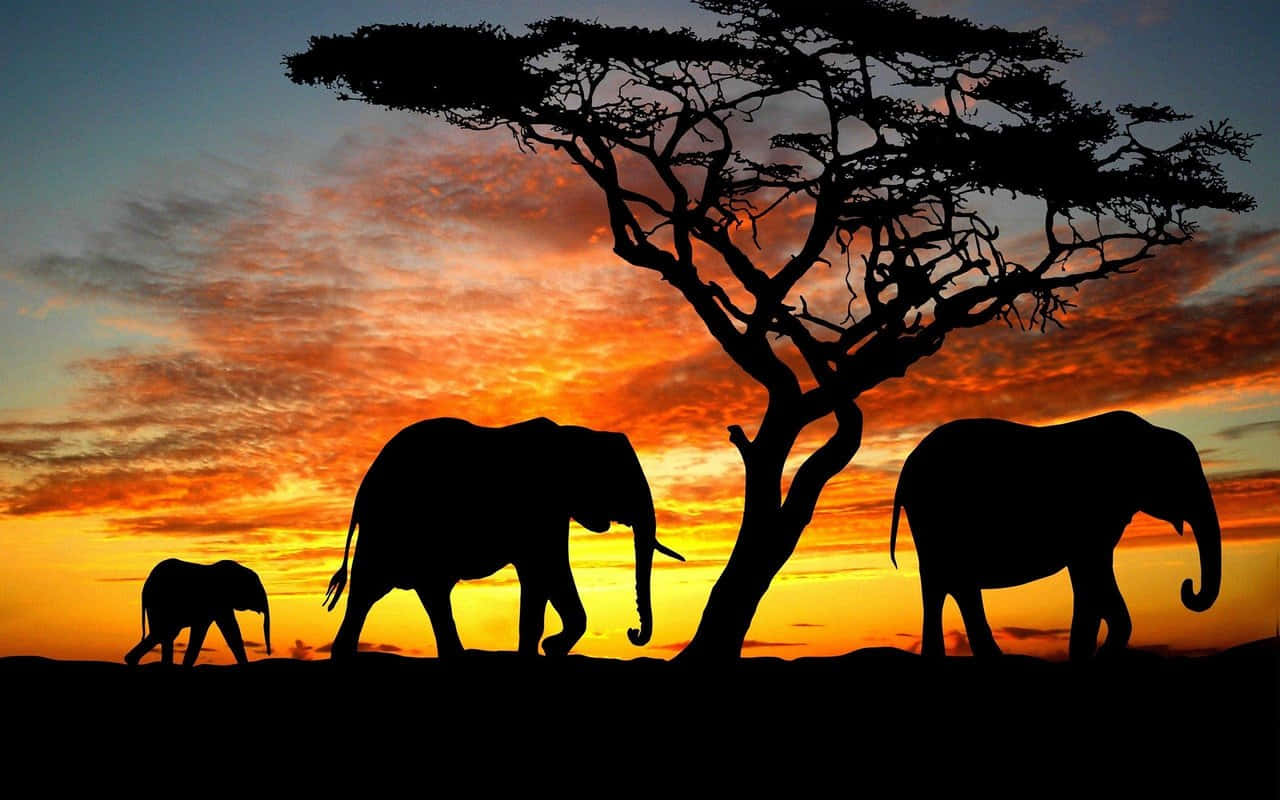 Best Elephant Background Sunset Shadow Background